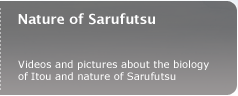 Nature of Sarufutsu