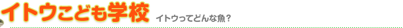 イトウこども学校 イトウってどんな魚？