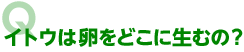 イトウは卵をどこに生むの？