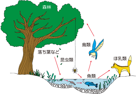 川のまわりの木をのこす